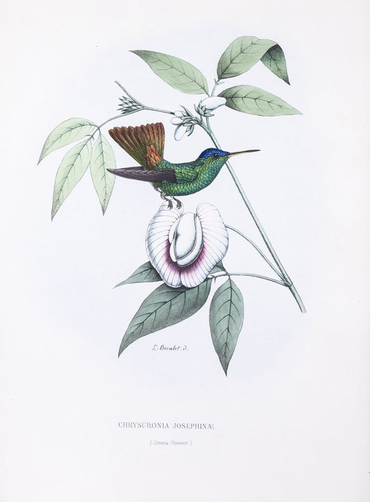 Mulsant & Verreaux. [Golden-tailed sapphire Hummingbird] Chrysuronia Josephinæ. 1874.
