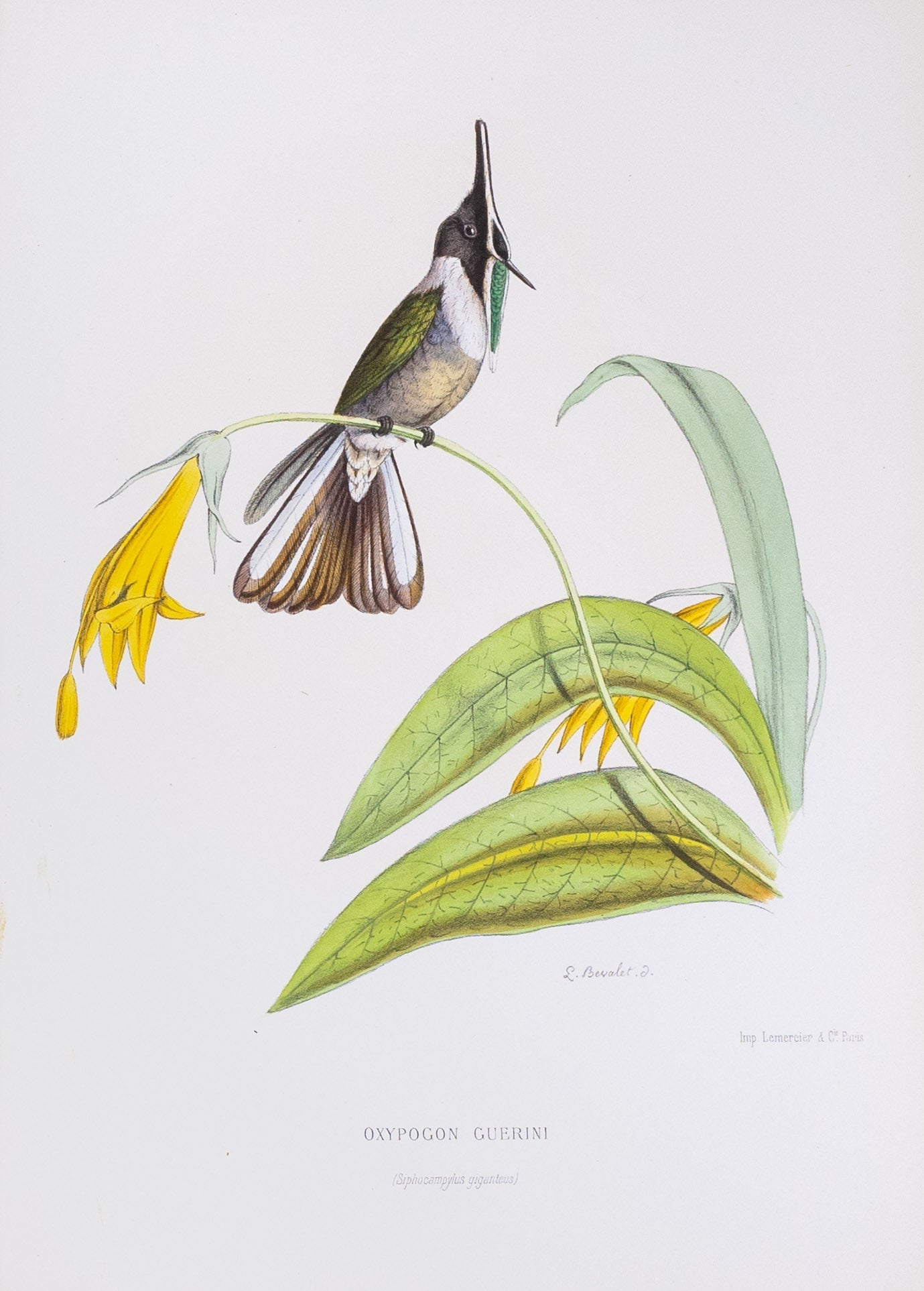Mulsant & Verreaux. [Green-bearded helmetcrest Hummingbird] Oxypogon Guerini. 1874.