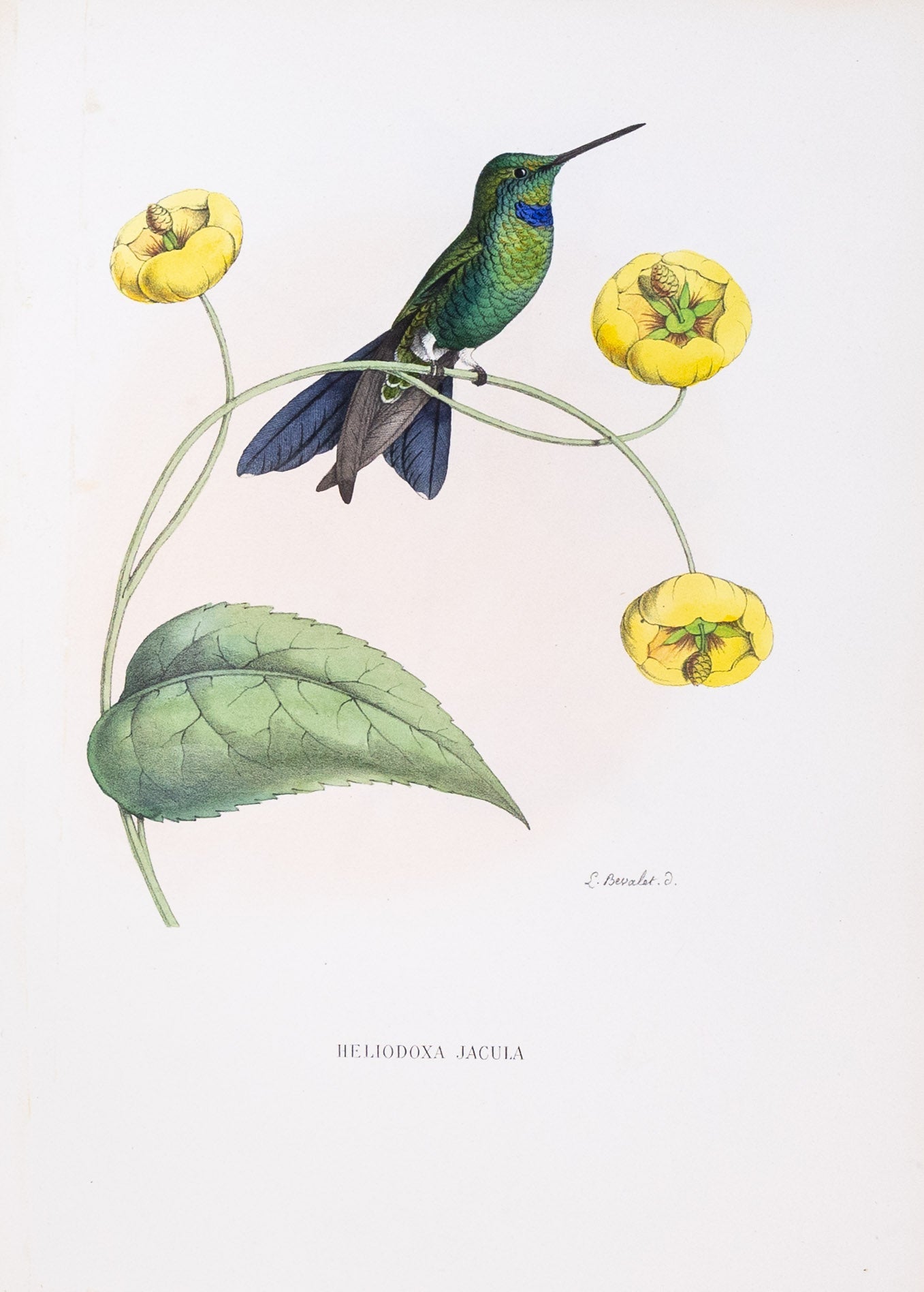 Mulsant & Verreaux. [Green-crowned brilliant Hummingbird] Heliodoxa Jacula. 1874.