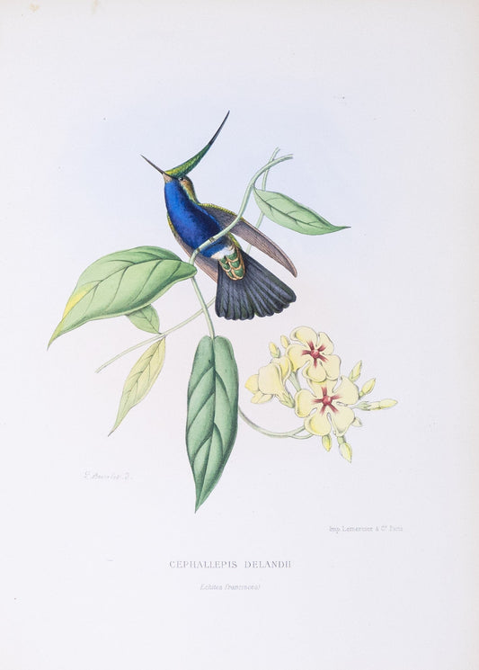 Mulsant & Verreaux. [Green-crowned Plovercrest Hummingbird] Cephallepis Delandii. 1874.