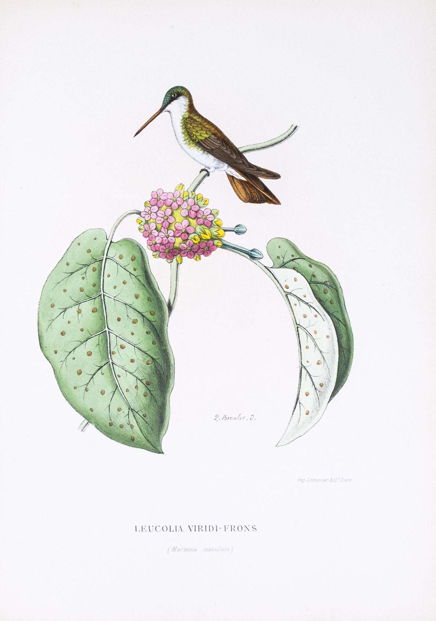 Mulsant & Verreaux. [Green-fronted Hummingbird] Leucolia Viridi-Frons. 1874.
