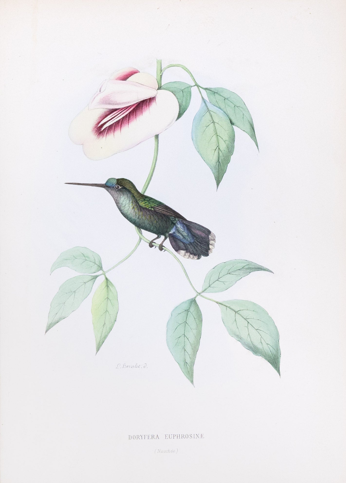 Mulsant & Verreaux. [Green-fronted lancebill Hummingbird] Doryfera Euphrosinæ. 1874.