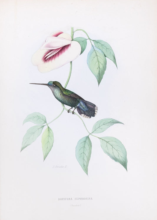 Mulsant & Verreaux. [Green-fronted lancebill Hummingbird] Doryfera Euphrosinæ. 1874.