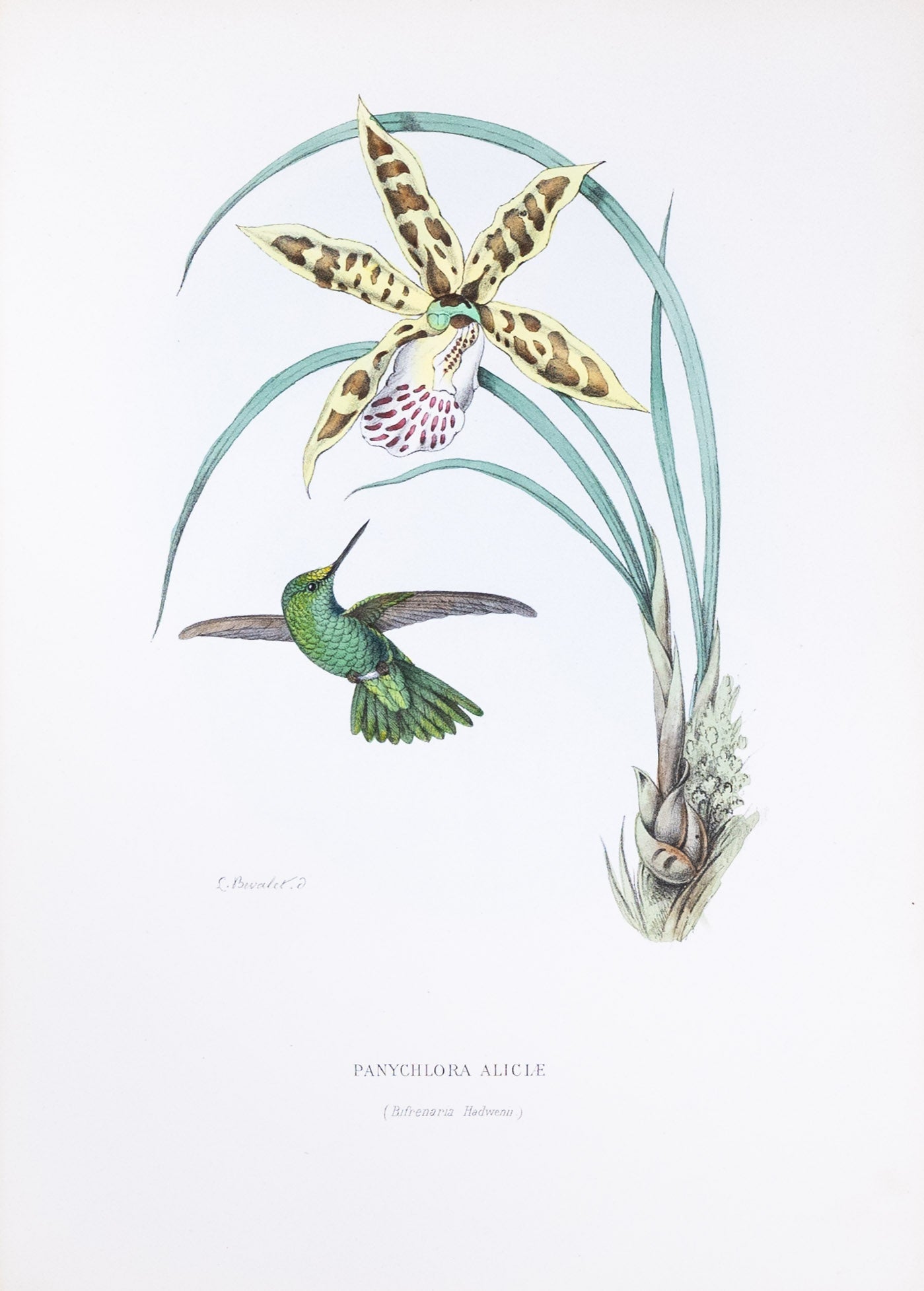 Mulsant & Verreaux. [Green-tailed emerald Hummingbird] Panychlora Aliciæ. 1874.