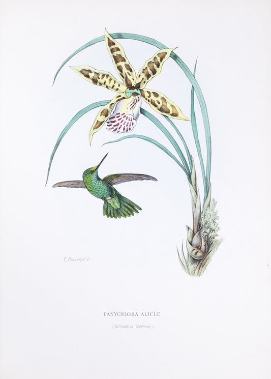 Mulsant & Verreaux. [Green-tailed emerald Hummingbird] Panychlora Aliciæ. 1874.