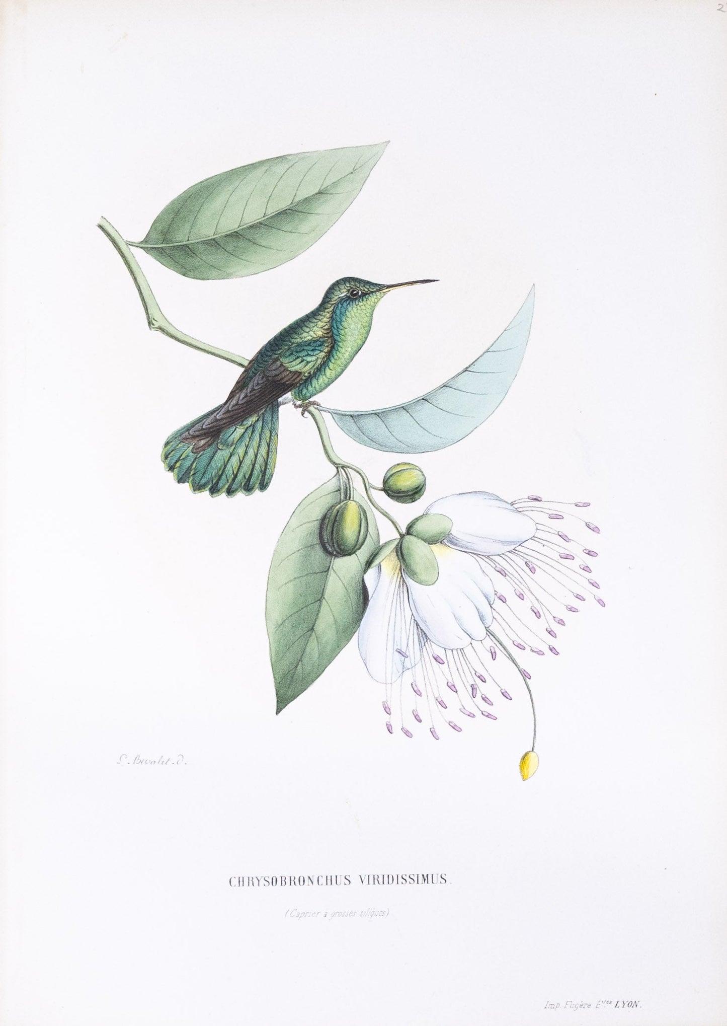 Mulsant & Verreaux. [Green-tailed Hummingbird] Chrysobronchus Viridissimus. 1874.