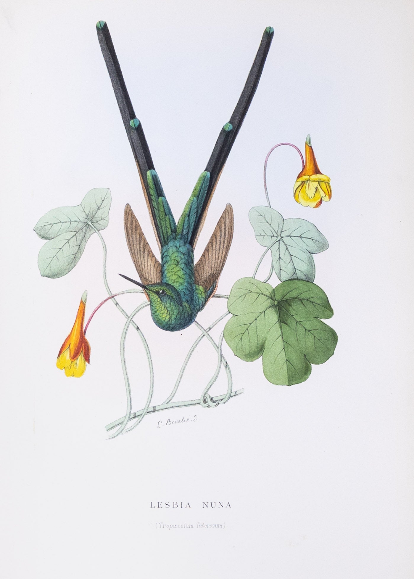 Mulsant & Verreaux. [Green-tailed trainbearer Hummingbird] Lesbia Nuna. 1874.