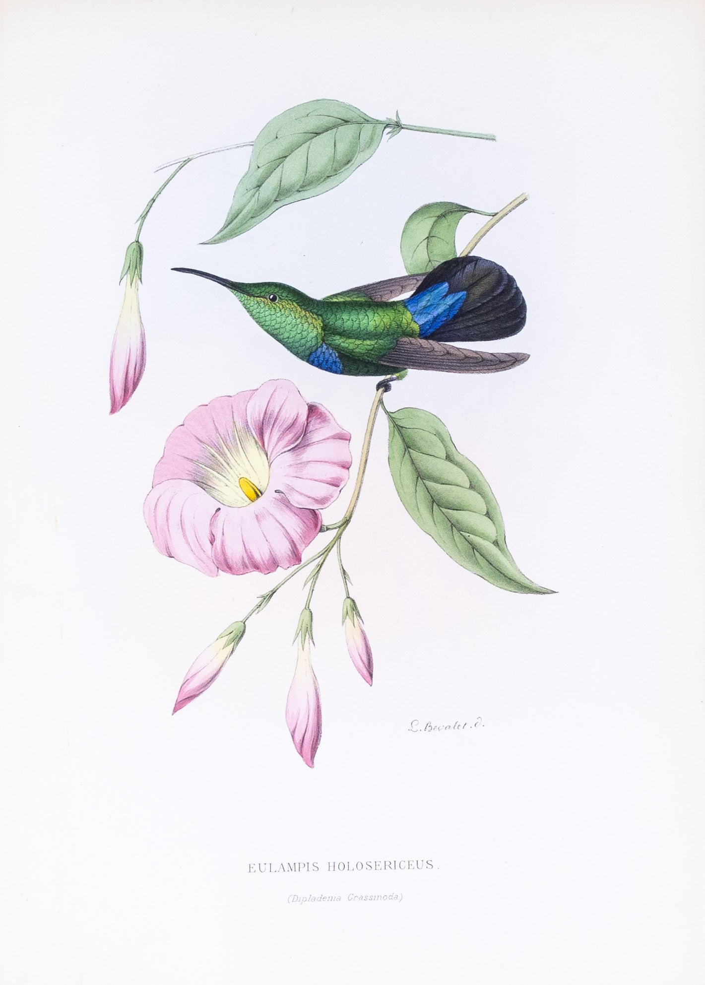 Mulsant & Verreaux. [Green-throated carib Hummingbird] Eulampis Holosericeus. 1874.
