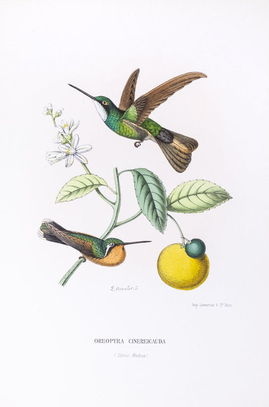 Mulsant & Verreaux. [Grey-tailed Hummingbird] Oreopyra Cinereicauda. 1874.