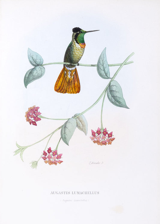 Mulsant & Verreaux. [Hooded visorbearer Hummingbird] Augastes Lumachellus. 1874.