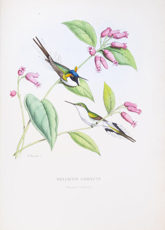 Mulsant & Verreaux. [Horned sungem Hummingbird] Heliactin Cornuta. 1874.