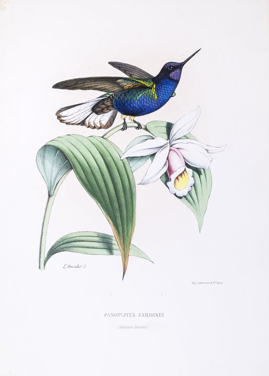 Mulsant & Verreaux. [Jardine’s panoplites Hummingbird] Panoplites Jardinei. 1874.