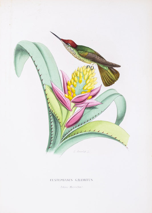 Mulsant & Verreaux. [Juan Fernández firecrown Hummingbird] Eustephanus Galeritus. 1874.