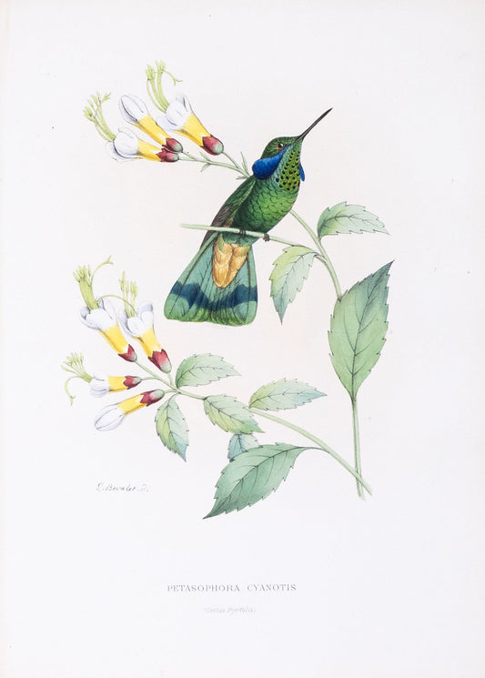 Mulsant & Verreaux. [Lesser violetear Hummingbird] Petasophora Cyanotis. 1874.