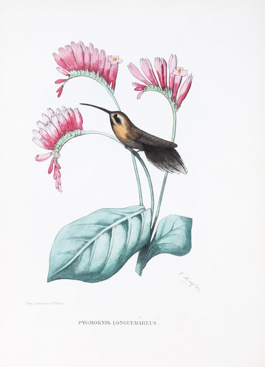 Mulsant & Verreaux. [Little hermit Hummingbird] Pygmornis Longuermareus. 1874.