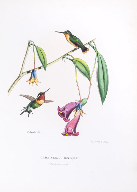 Mulsant & Verreaux. [Little woodstar Hummingbird] Chaetocercus Bombillus. 1874.