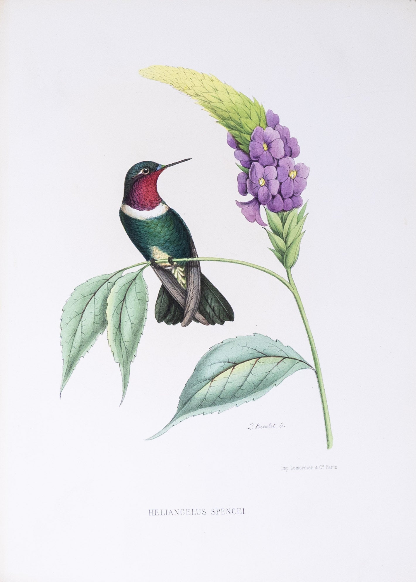 Mulsant & Verreaux. [Mérida sunangel Hummingbird] Heliangelus Spencei. 1874.