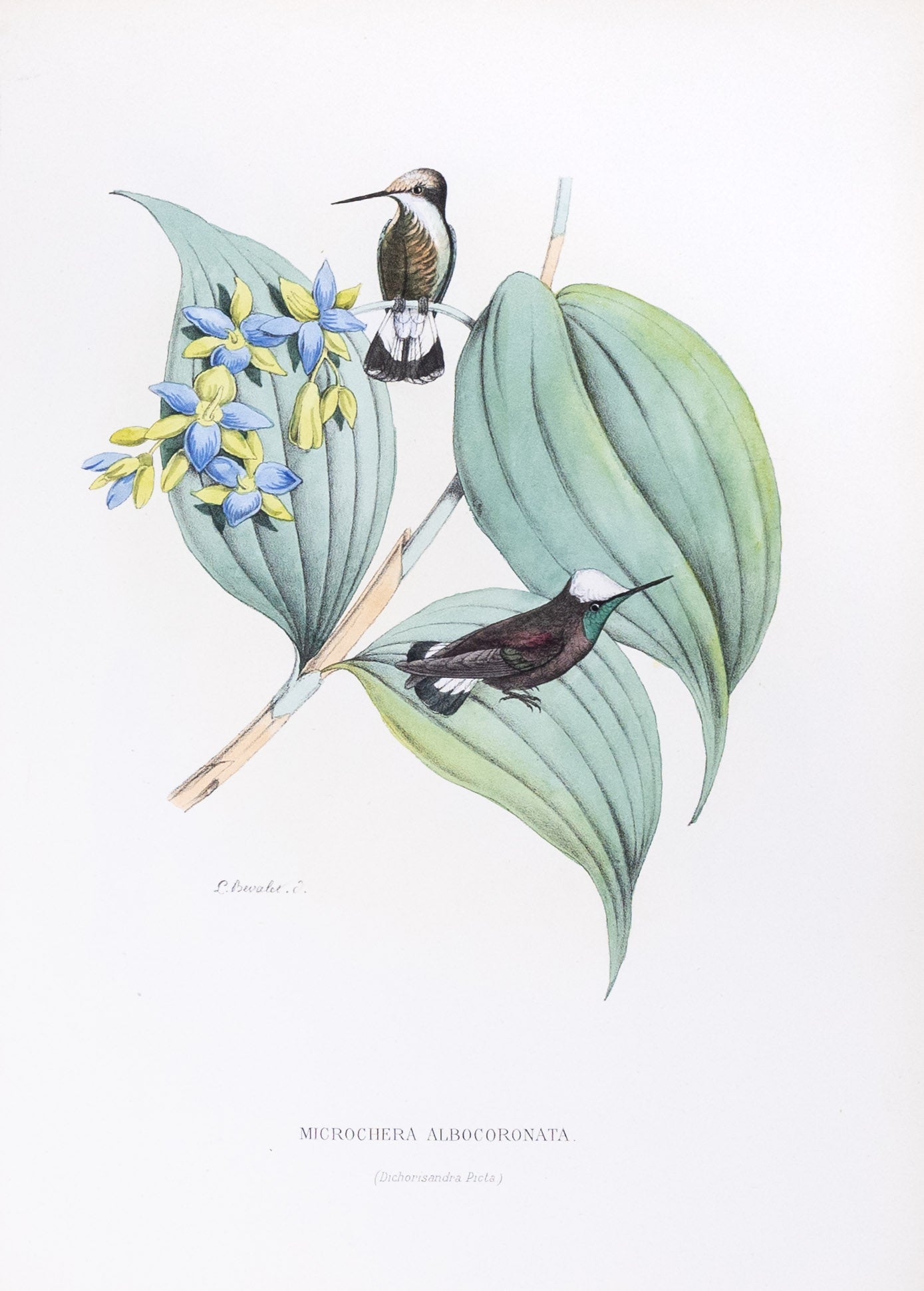 Mulsant & Verreaux. [Microchera Albocoronata Hummingbird] Microchera Albocoronata. 1874.