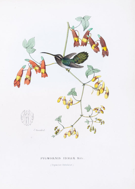 Mulsant & Verreaux. [Minute hermit Hummingbird] Pygmornis Idaliæ. 1874.