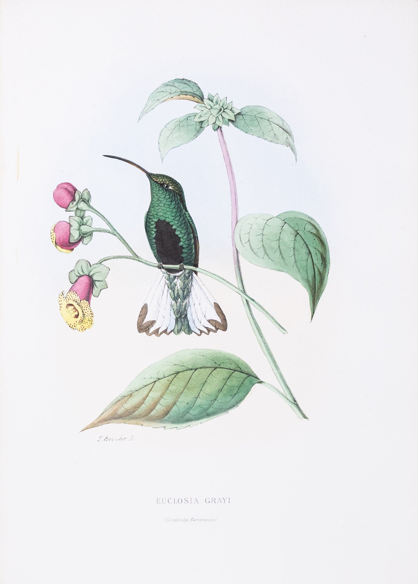 Mulsant & Verreaux. [Mountain velvetbreast Hummingbird] Euclosia Grayi. 1874.