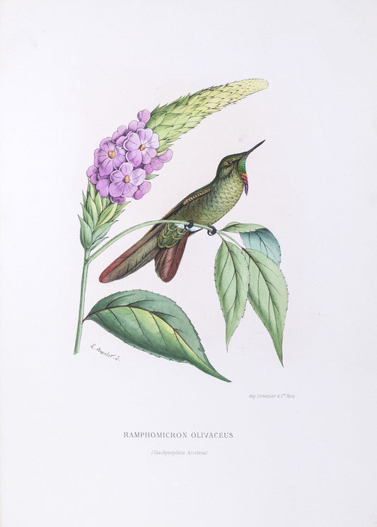 Mulsant & Verreaux. [Olivaceous thornbill Hummingbird] Ramphomicron Olivaceus. 1874.