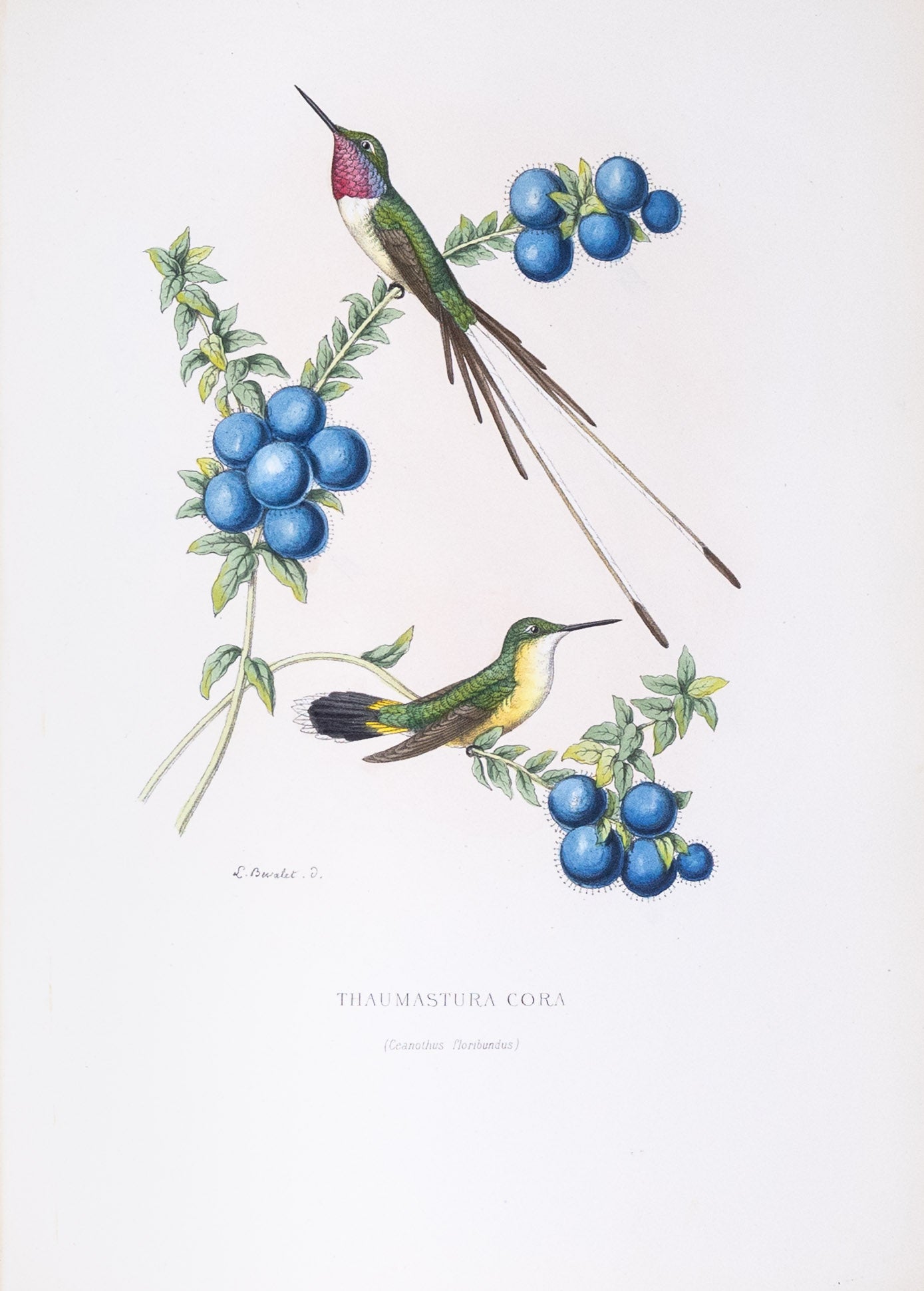 Mulsant & Verreaux. [Peruvian sheartail Hummingbird] Thaumastura Cora. 1874.