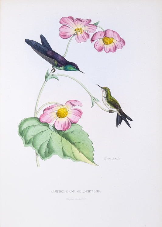 Mulsant & Verreaux. [Purple-backed thornbill Hummingbird] Ramphomicron Microrhynchus. 1874.