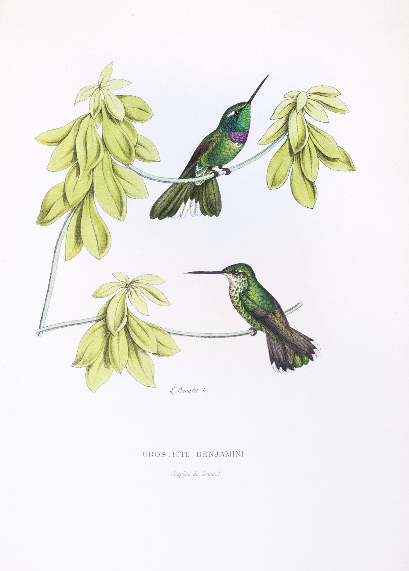 Mulsant & Verreaux. [Purple-bibbed whitetip Hummingbird] Urosticte Benjamini. 1874.
