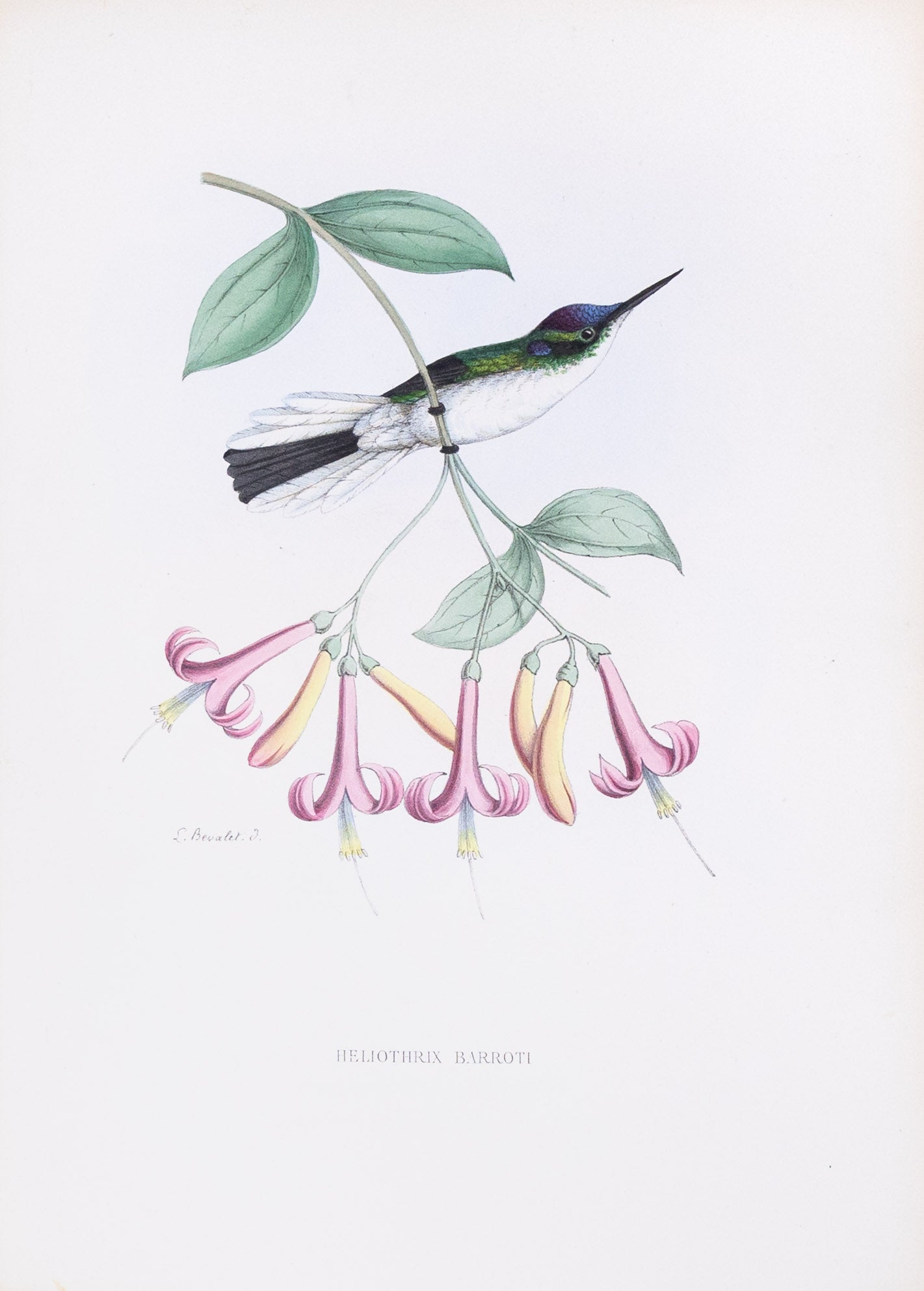 Mulsant & Verreaux. [Purple-crowned fairy Hummingbird] Heliothrix Barroti. 1874.