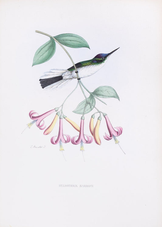 Mulsant & Verreaux. [Purple-crowned fairy Hummingbird] Heliothrix Barroti. 1874.