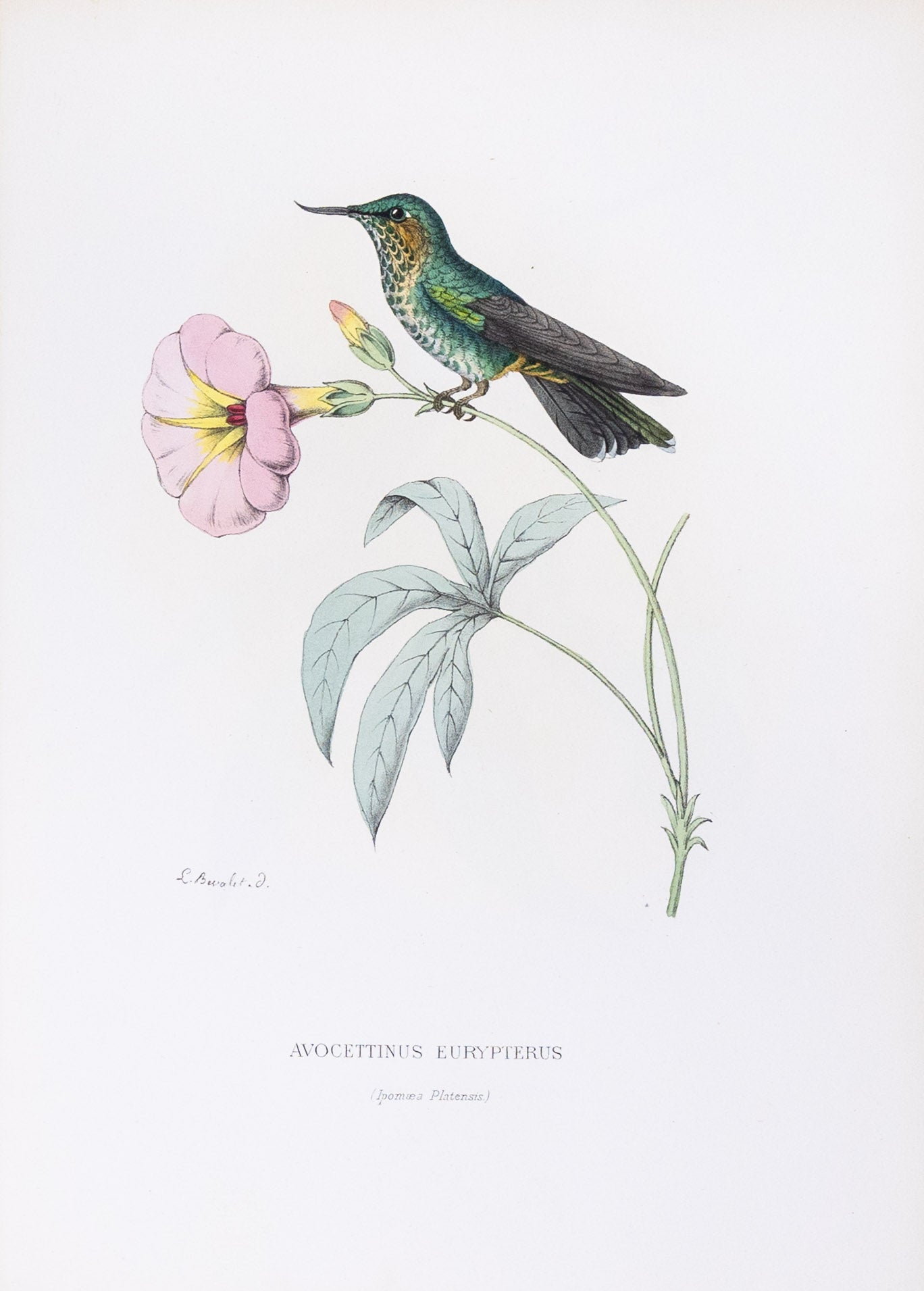 Mulsant & Verreaux. [Purple-tailed avocet Hummingbird] Avocettinus Eurypterus. 1874.