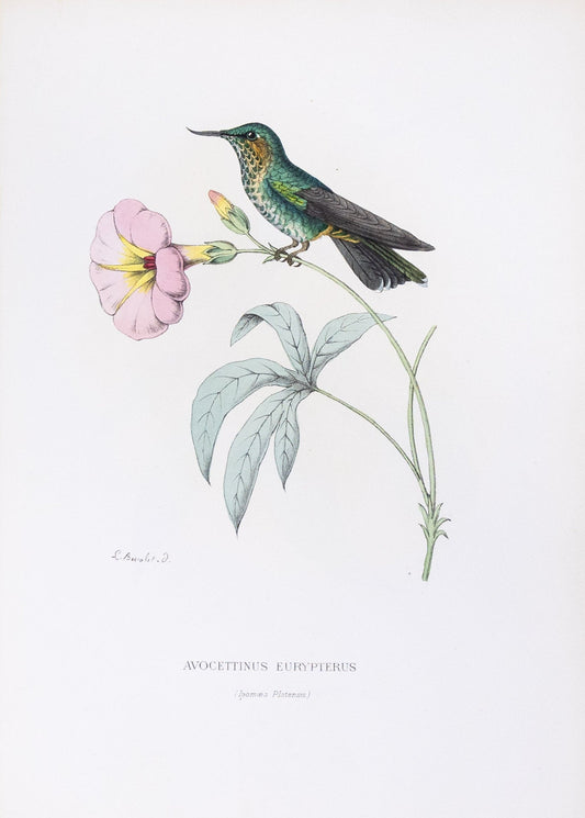 Mulsant & Verreaux. [Purple-tailed avocet Hummingbird] Avocettinus Eurypterus. 1874.