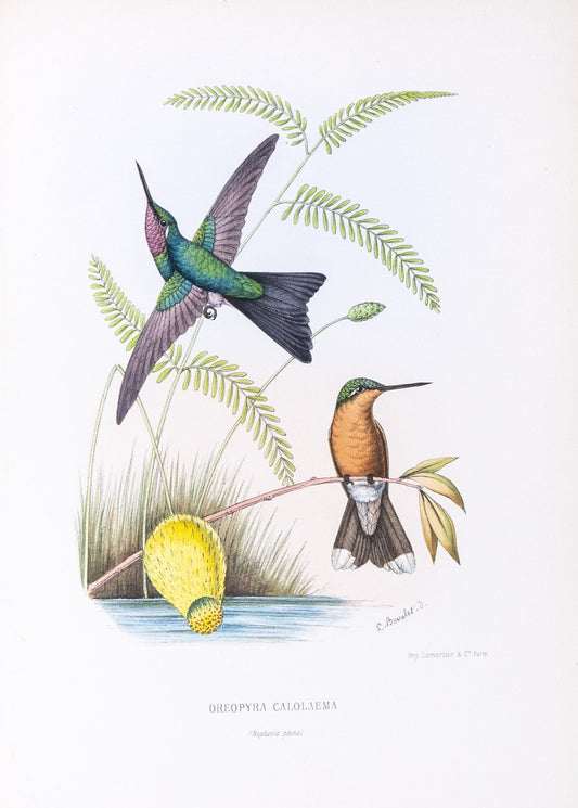 Mulsant & Verreaux. [Purple-throated Hummingbird] Oreopyra Calolaema. 1874.