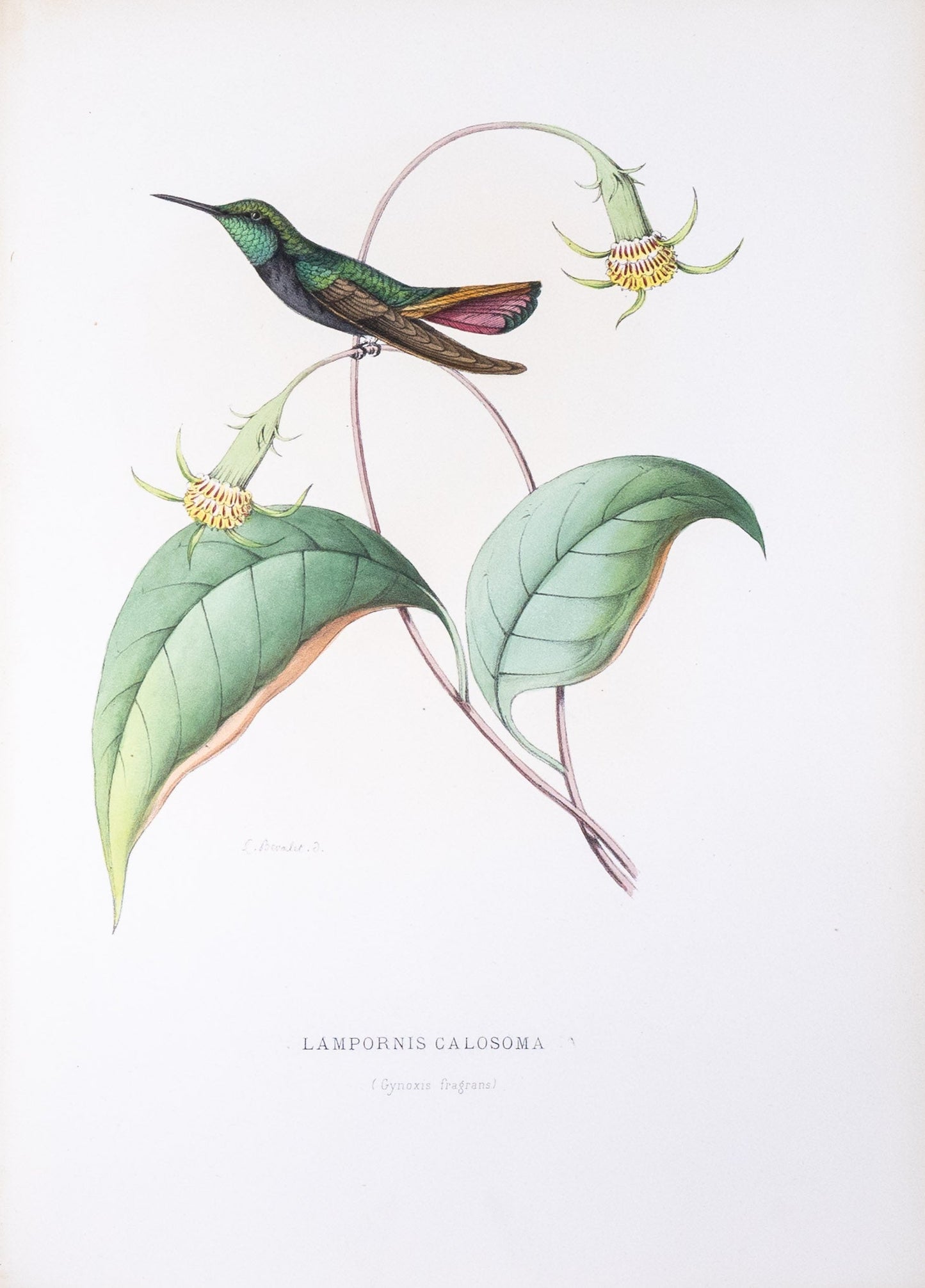 Mulsant & Verreaux. [Purple-throated mountaingem Hummingbird] Lampornis Calosoma. 1874.