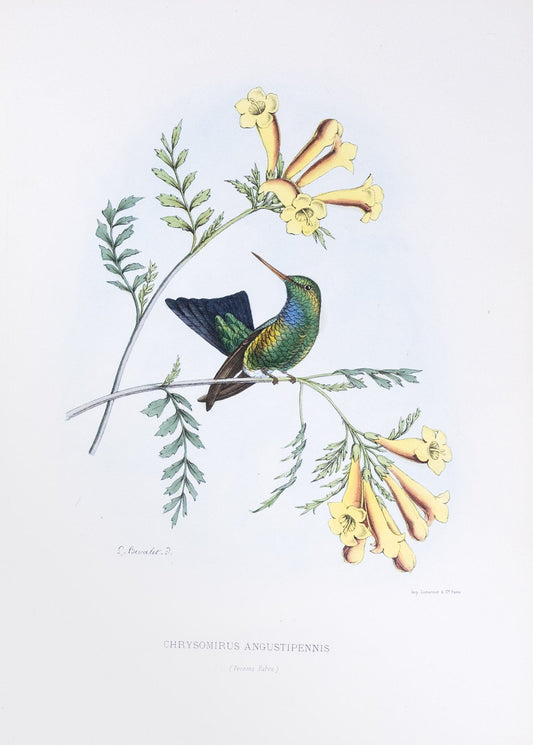 Mulsant & Verreaux. [Red-billed ermerald Hummingbird] Chrysomirus Angustipennis. 1874.