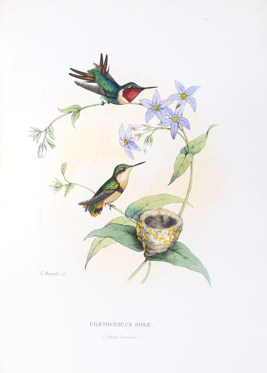 Mulsant & Verreaux. [Rose-bellied woodstar Hummingbird] Chætogercus Rosæ. 1874.
