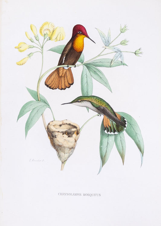 Mulsant & Verreaux. [Ruby-topaz Hummingbird] Chrysolampis Mosquitus. 1874.