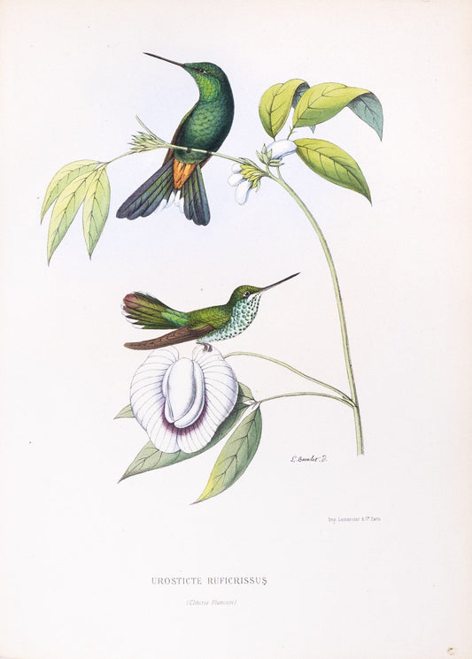Mulsant & Verreaux. [Rufous-vented whitetip Hummingbird] Urosticte Ruficrissus. 1874.