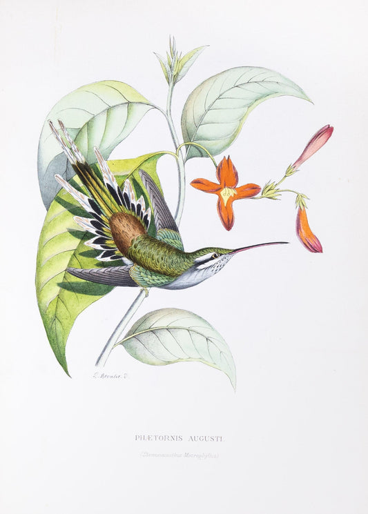 Mulsant & Verreaux. [Sallé's hermit Hummingbird] Phætornis Augusti. 1874.