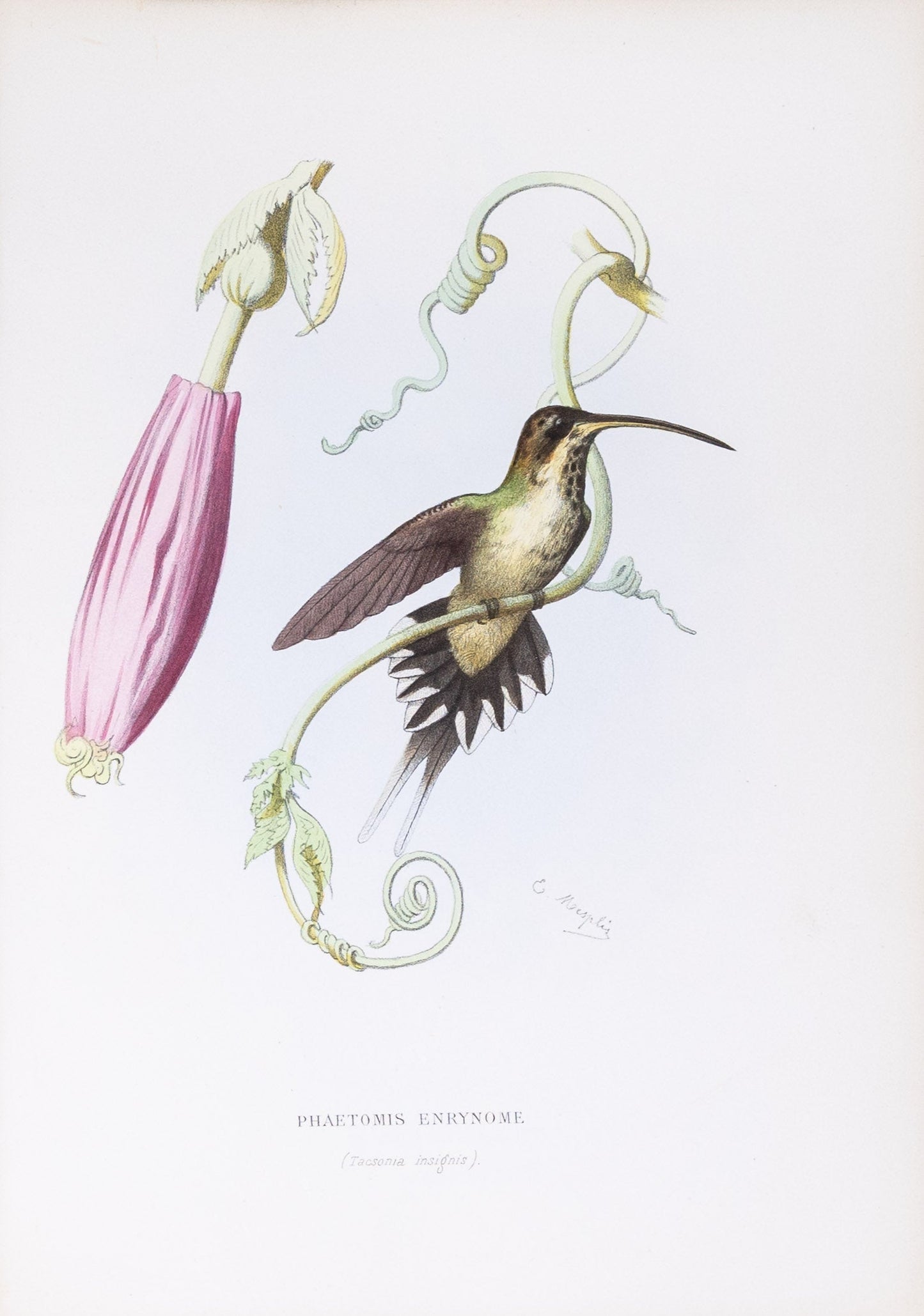 Mulsant & Verreaux. [Scale-throated hermit Hummingbird] Phaetomis Enrynome. 1874.