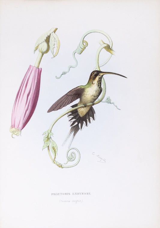 Mulsant & Verreaux. [Scale-throated hermit Hummingbird] Phaetomis Enrynome. 1874.