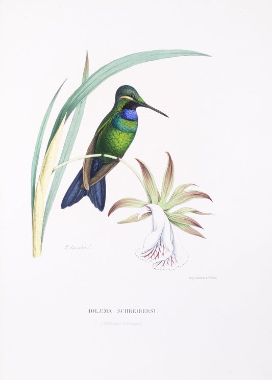 Mulsant & Verreaux. [Schribers’ Hummingbird] Iolæma Schreibersi. 1874.