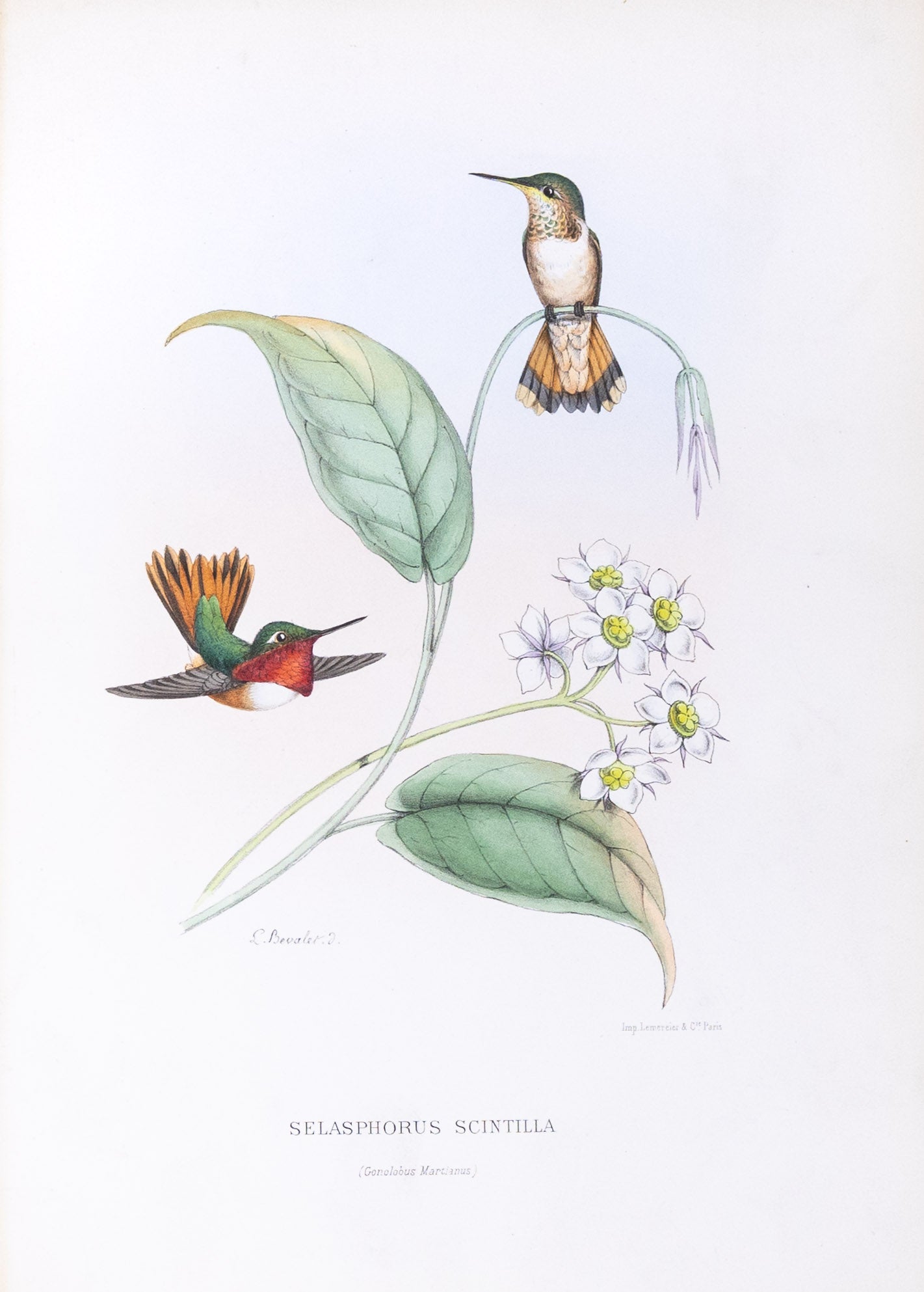 Mulsant & Verreaux. [Scintillant Hummingbird] Selasphorus Scintilla. 1874.
