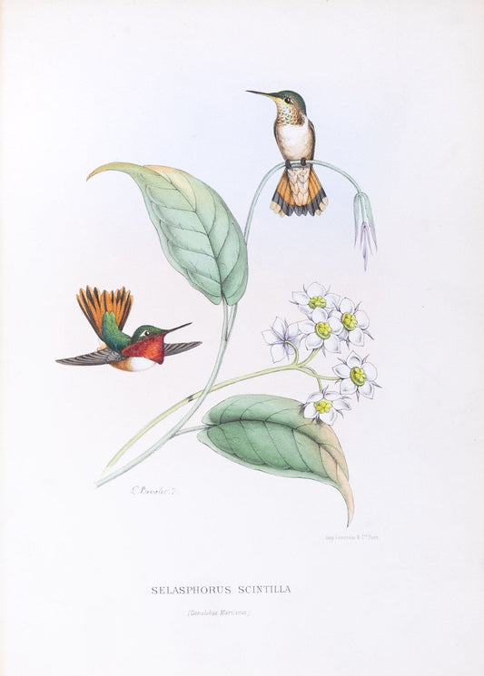 Mulsant & Verreaux. [Scintillant Hummingbird] Selasphorus Scintilla. 1874.