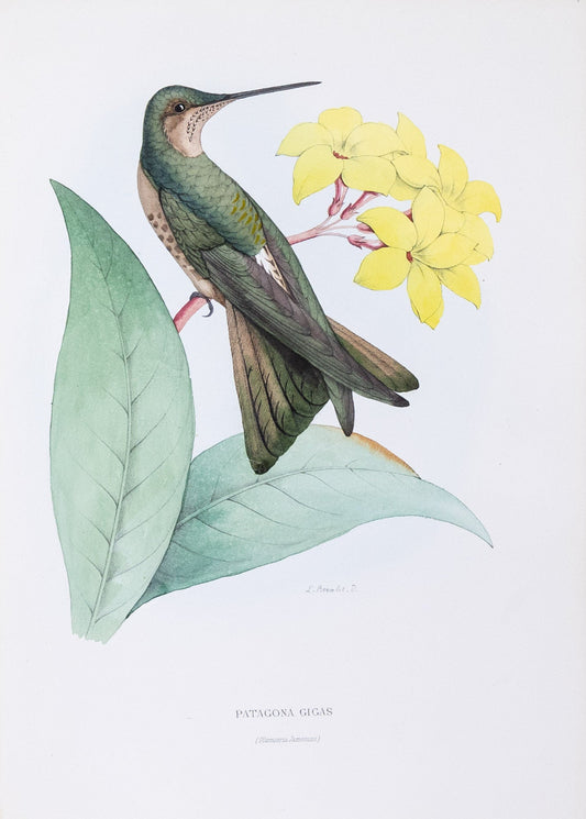 Mulsant & Verreaux. [Southern giant Hummingbird] Patagona Gigas. 1874.