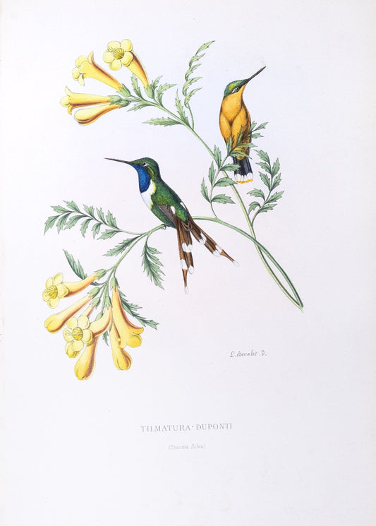 Mulsant & Verreaux. [Sparkling-tailed woodstar Hummingbird] Tilmatura Duponti. 1874.