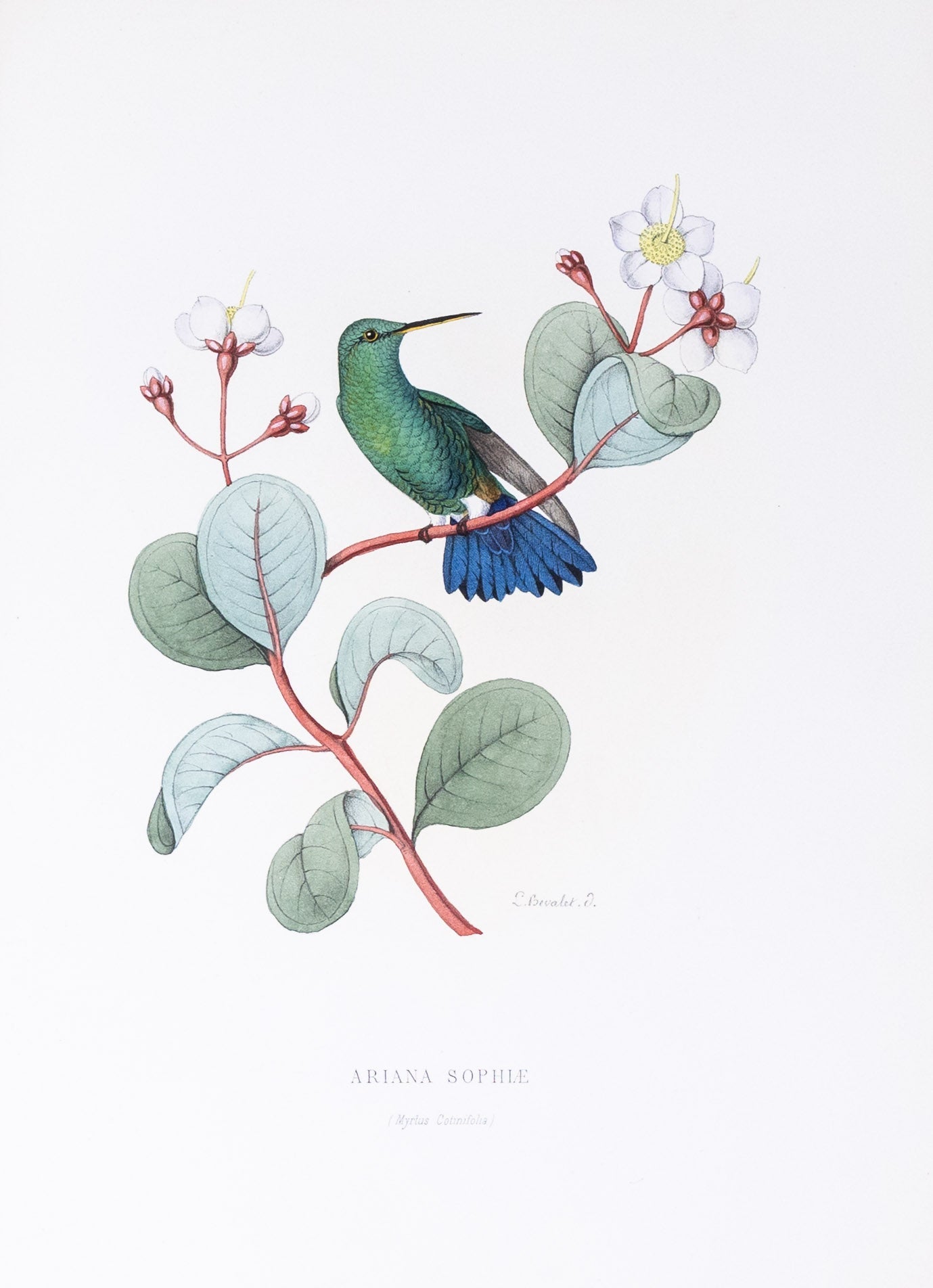 Mulsant & Verreaux. [Steely-vented Hummingbird] Ariana Sophiæ 1874.
