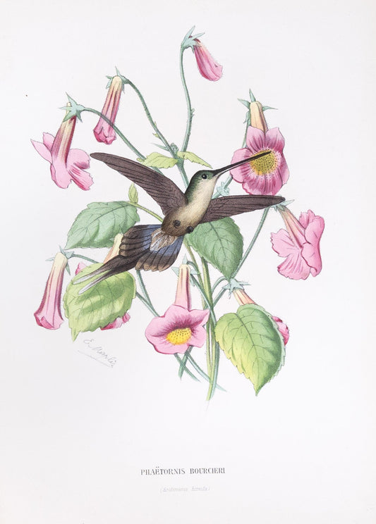 Mulsant & Verreaux. [Straight-billed hermit Hummmingbird] Phaëtornis Bourcieri. 1874.