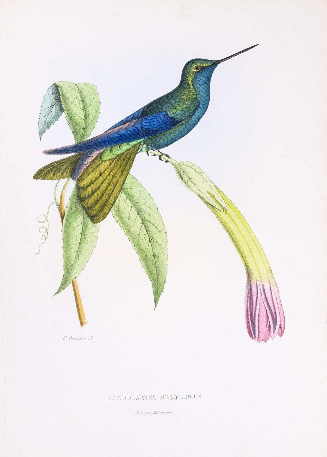 Mulsant & Verreaux. [Stripe-breasted Starthroat] Lepidolarynx Mesoleucus. 1874.