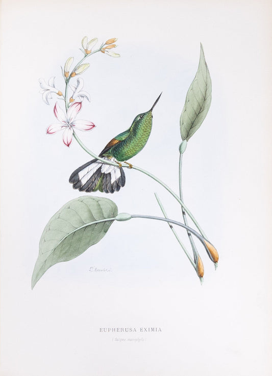 Mulsant & Verreaux. [Stripe-tailed Hummingbird] Eupherusa Eximia. 1874.